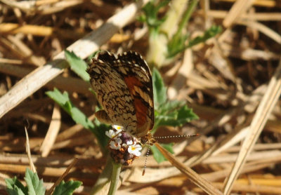 724me 189phaon.jpg