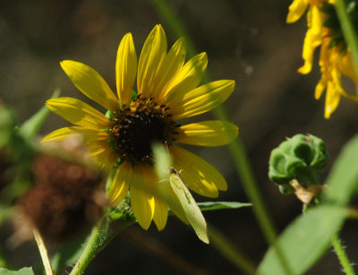 724me 196sunflower.jpg