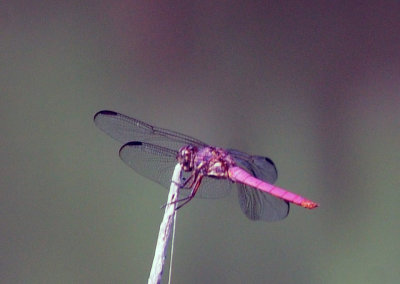 724me 205roseate.jpg