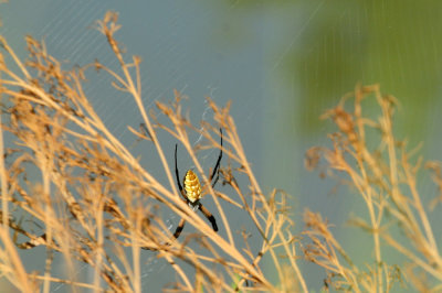 724me 208spider.jpg