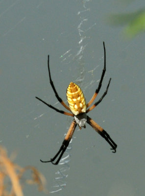 724me 209spider.jpg