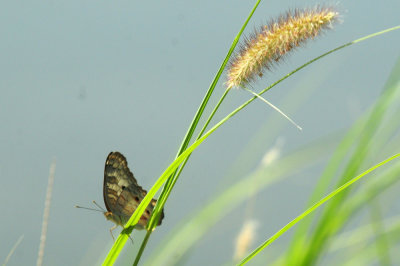 724me 219whtpeacock.jpg