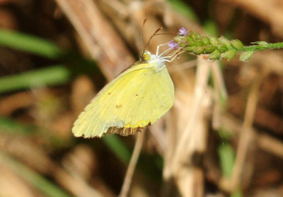 724me 226littleyellow.jpg