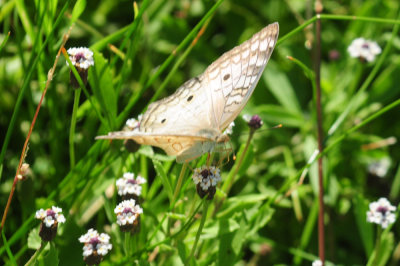 724me 236whitepeacock.jpg