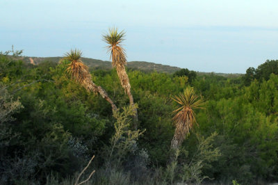 725cooks 017yucca.jpg
