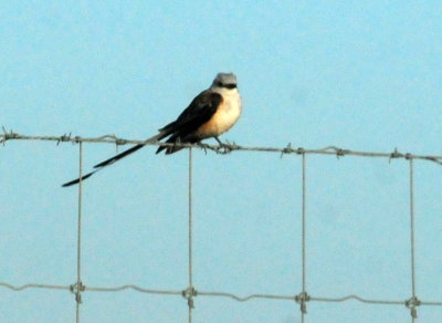 725cooks 033scissortail.jpg