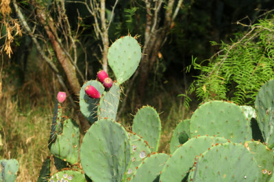 725cooks 041pricklypear.jpg