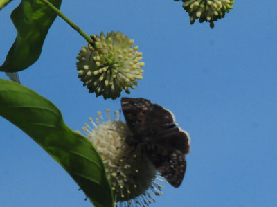 725cooks 098duskywing.jpg