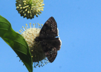 725cooks 102duskywing.jpg