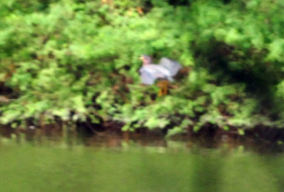 725cooks 115greenheron.jpg