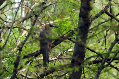 725cooks 125yellowbilledcuckoo.jpg