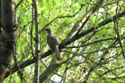 725cooks 131yellowbilledcuckoo.jpg