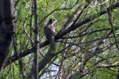 725cooks 133yellowbilledcuckoo.jpg