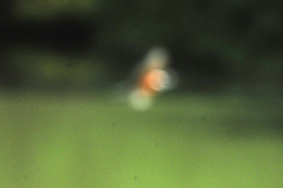 725cooks 156ringedkingfisher.jpg