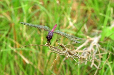 725cooks 162roseateskimmer.jpg