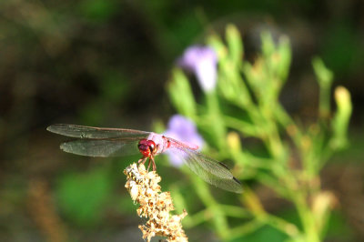 725cooks 170roseateskimmer.jpg