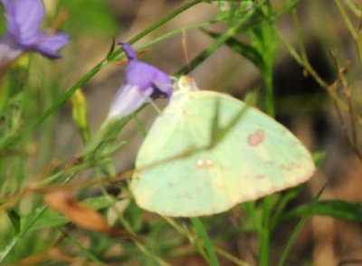 725cooks 185cloudlesssulphur.jpg