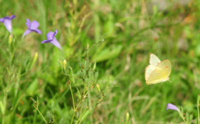 725cooks 192cloudlesssulphur.jpg