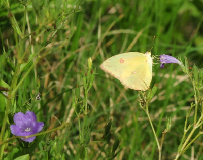 725cooks 194cloudlesssulphur.jpg
