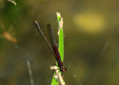 725cooks 201americanrubyspot.jpg