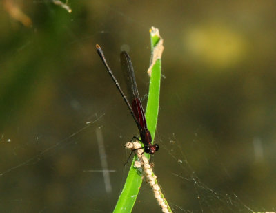 725cooks 204americanrubyspot.jpg