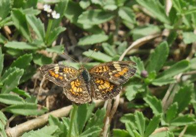 725cooks 235phaon.jpg