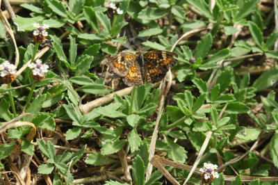725cooks 239phaon.jpg