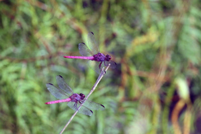 725cooks 248roseateskimmers.jpg