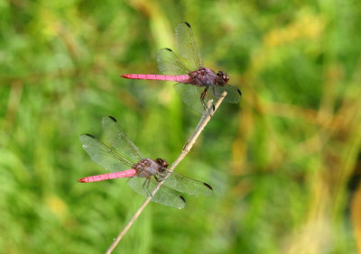 725cooks 251roseateskimmers.jpg