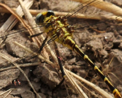 725cooks 256flag-tail spinylegs.jpg