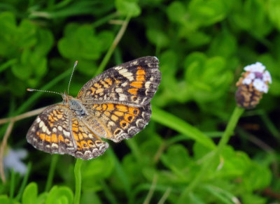 725cooks 329phaon.jpg