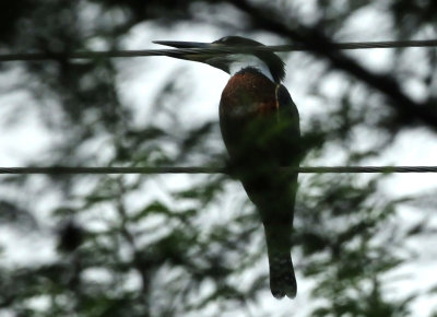 728cooks 057ringedkingfisher.jpg