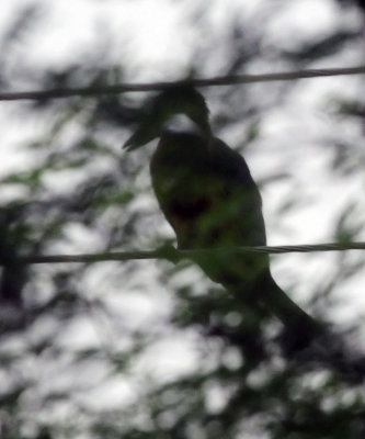 728cooks 061ringedkingfisher.jpg