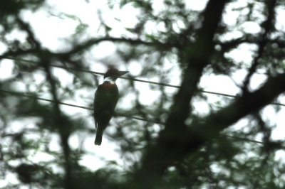 728cooks 064ringedkingfisher.jpg