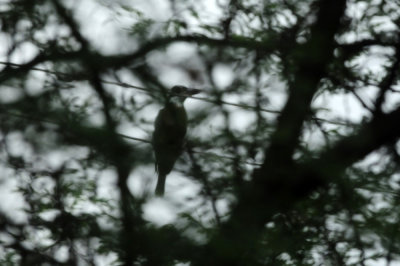 728cooks 065ringedkingfisher.jpg