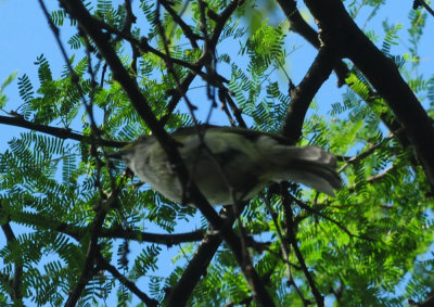 728cooks 018whiteeyedvireo.jpg
