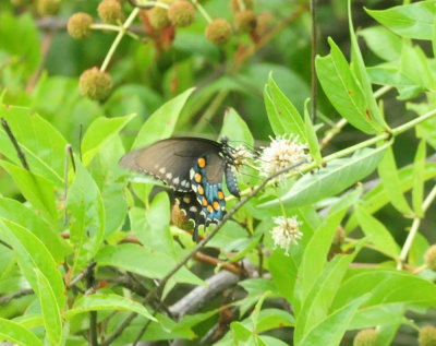 728cooks 050pipevineswallowtail.jpg
