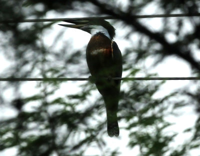 728cooks 056ringedkingfisher.jpg
