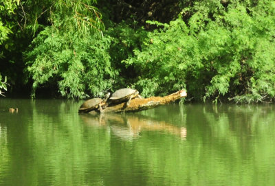 728cooks 082redearedslider.jpg