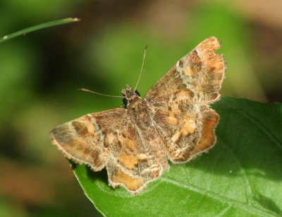 728cooks 088texaspowderedskipper.jpg