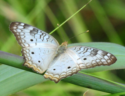 728cooks 096whitepeacock.jpg