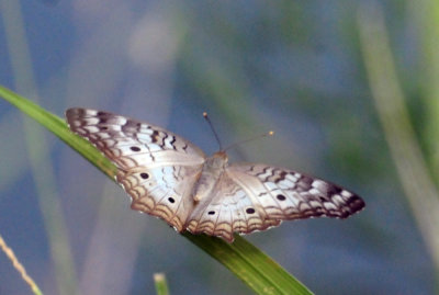 728cooks 125whitepeacock.jpg