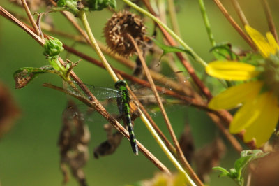 728cooks 137easternpondhawk.jpg