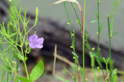 729cooks 005wildpetunias.jpg