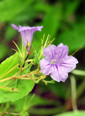 729cooks 008wildpettunias.jpg