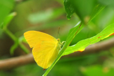 729cooks 013largeorangesulphur.jpg