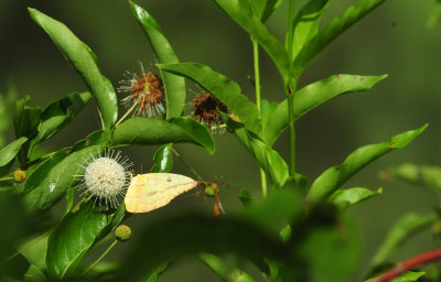 729cooks 039largeorangesulphur.jpg