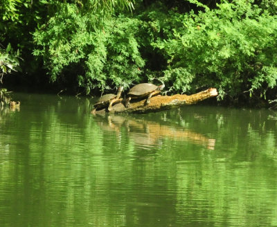 729cooks 057redearedslider.jpg