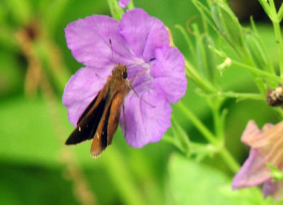 729cooks 063cloudedskipper.jpg