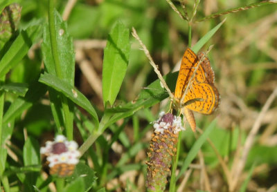 729cooks 098metalmark.jpg